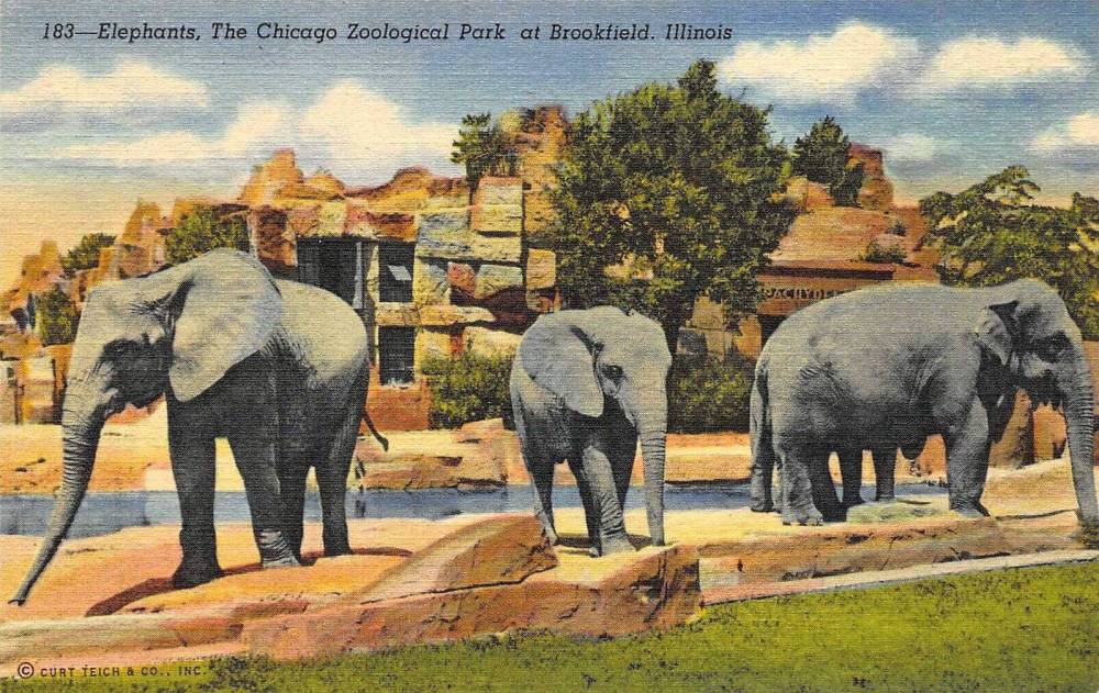 POSTCARD - CHICAGO - CHICAGO ZOOLOGICAL PARK AT BROOKFIELD - THE ELEPHANTS - LARGEST COLLECTION OF LARGE LAND ANIMALS IN THE WORLD - TINTED - 1940s