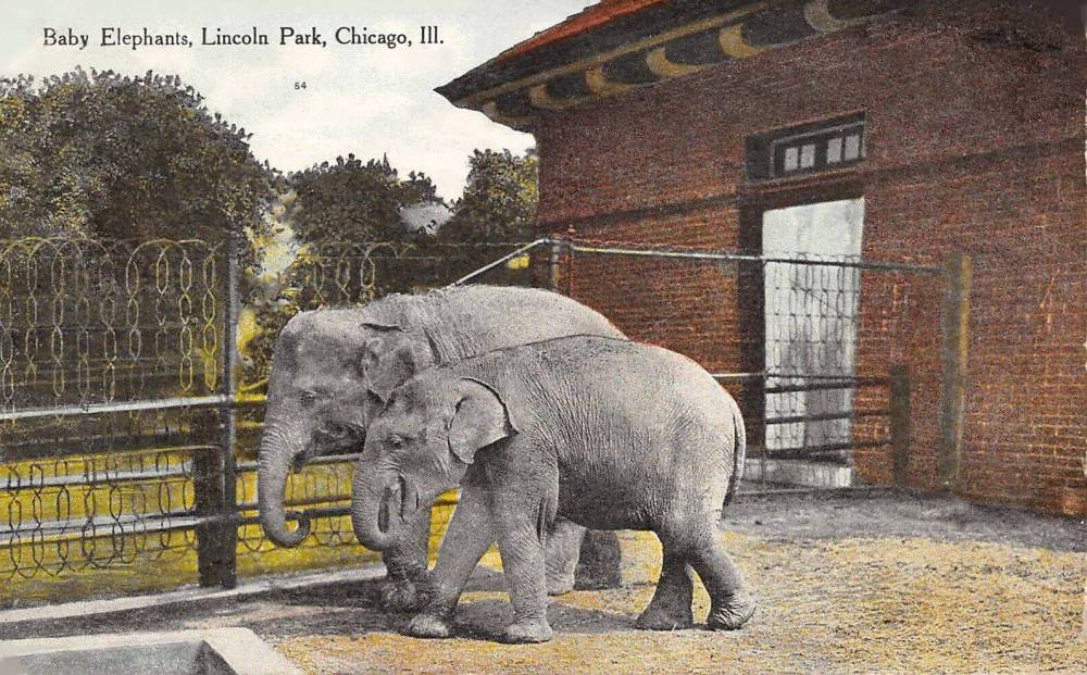 POSTCARD - CHICAGO - LINCOLN PARK ZOO - TWO BABY ELEPHANTS - CHARMING IMAGE - TINTED - c1910