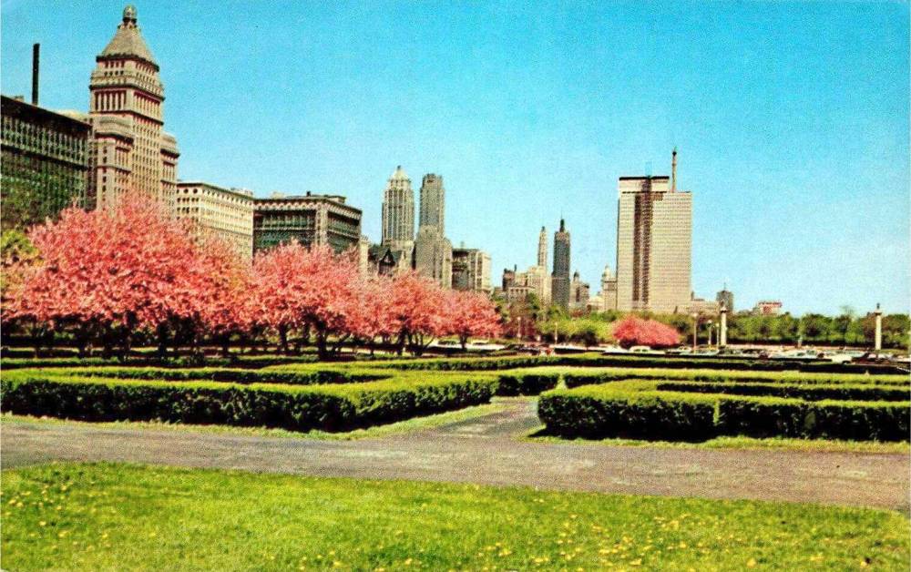POSTCARD - CHICAGO - GRANT PARK - LOOKING N GROUND LEVEL - CRAB APPLE TREES IN BLOSSOM - NOTE PRUDENTIAL BUILDING UNFINISHED - IT OPENED END OF 1955